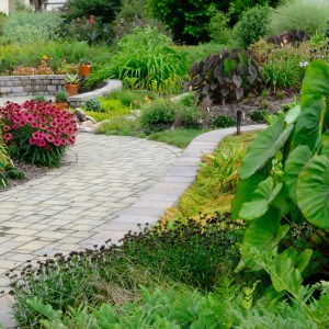 Level two patio plantings with Echinacea, ferns, and Colocasia