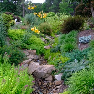 Stream plantings with Lilium x sulphurgale 'Vico Gold'