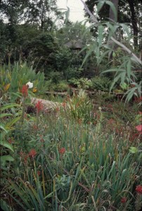 Bog garden, 1999