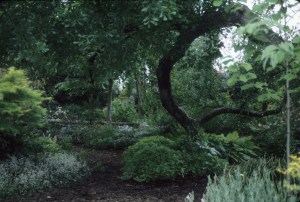 9241 Garden with arched oak plantings, 1999