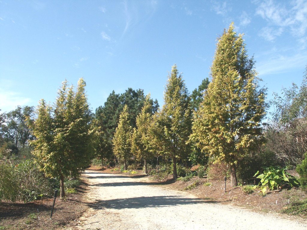 Metasequoia alley, Fall 2003