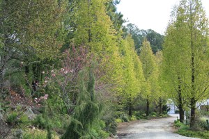 Metasequoia Allee early spring, 2007