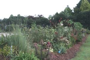 Souto West perennial border, 2011