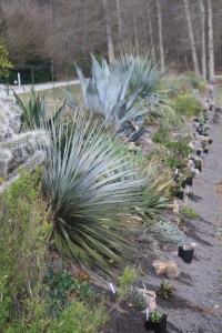 Souto Garden berm planting, 2013