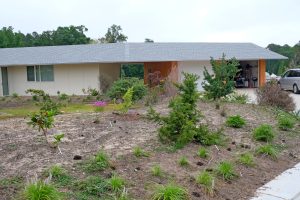 Front yard plantings, 2017