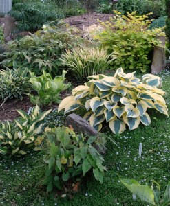 Grape Vine Garden