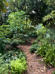 Manihot grahamii, Rohdea japonica, tricyrtis, Asarum nobilissimum plantings