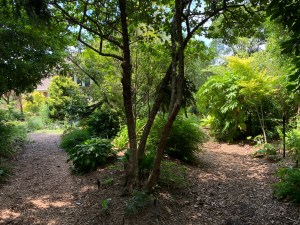 Shade garden plantings