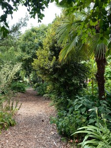 Trachycarpus fortunei path