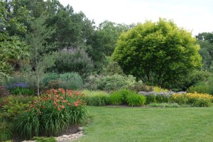 Garden view with golden willow