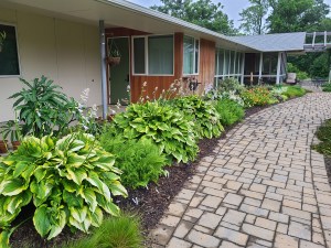Back yard patio plantings with Hosta