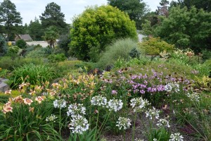 Garden plantings with Agapanthus, Hemerocallis and Phlox