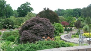 Acer palmatum 'Orangeola'