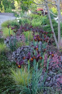 Garden bed with purple coral bells and Iris x hollandica 'Red Ember', 2023