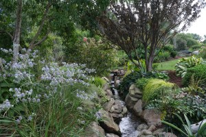 Stream by Cornus wilsoniana