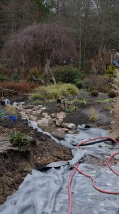 Stream construction by Betula nigra 'Summer Cascade', 2020