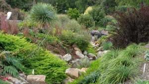 Stream from patio to North, 2020