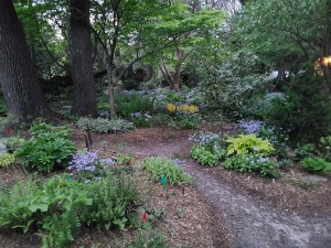 Garden beds underneath Black walnut trees