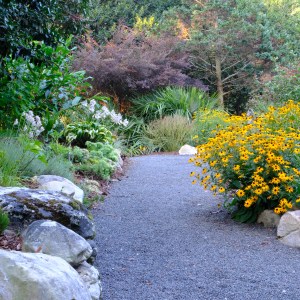 Elaeocarpus path by Metasequoia allee