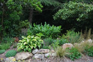 Elaeocarpus bed plantings