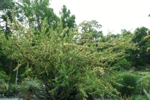 Acacia greggii 'Mule Mountain'