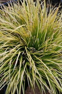 Acorus gramineus 'Golden Pheasant'