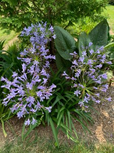 Agapanthus 'Garden King'