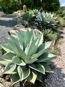 Agave ovatifolia hybrids