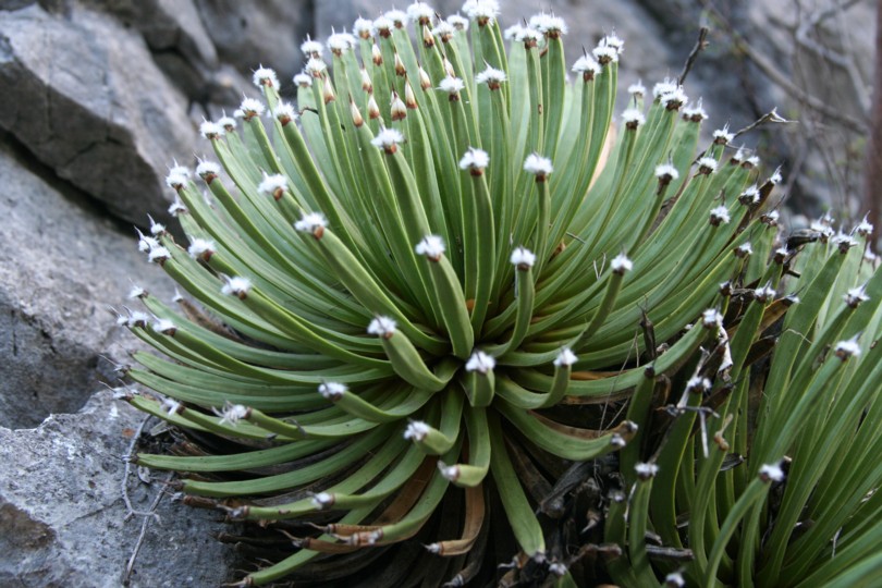 Critically endangered (IUCN) Agave albopilosa in-situ, Huasteca Canyon (Credit: Greg Starr)