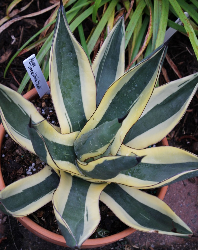 Agave 'Great White Shark'
