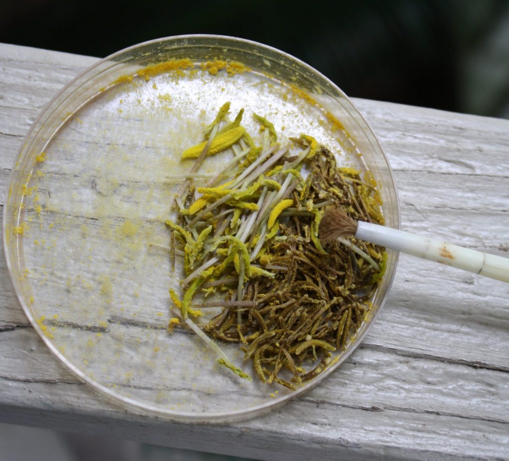 Agave pollen collected