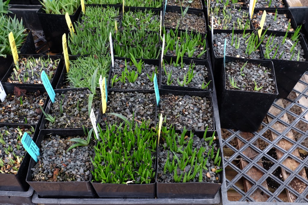 Agave seedling pots