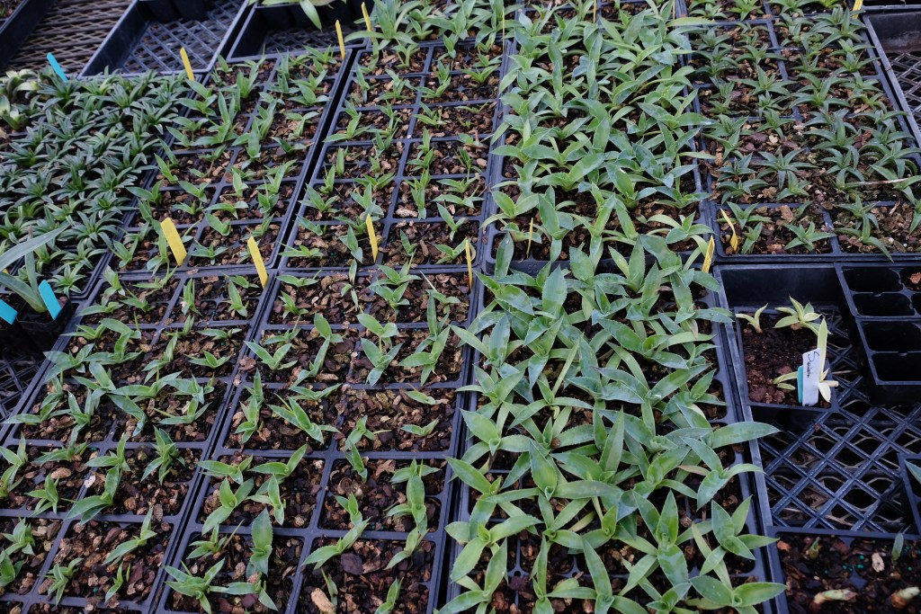 Agave seedlings in cell packs at the nursery