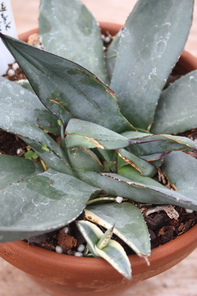 Agave 'Sharkskin Shoes' after coring with white edge sport
