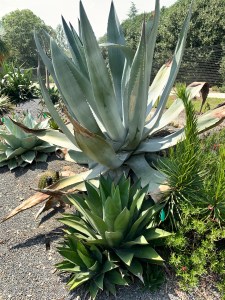Agave x victoferox 'Nestuary'