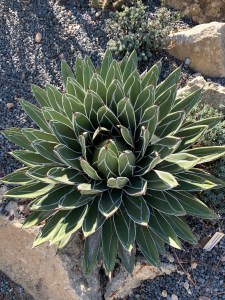Agave victoriae-reginae