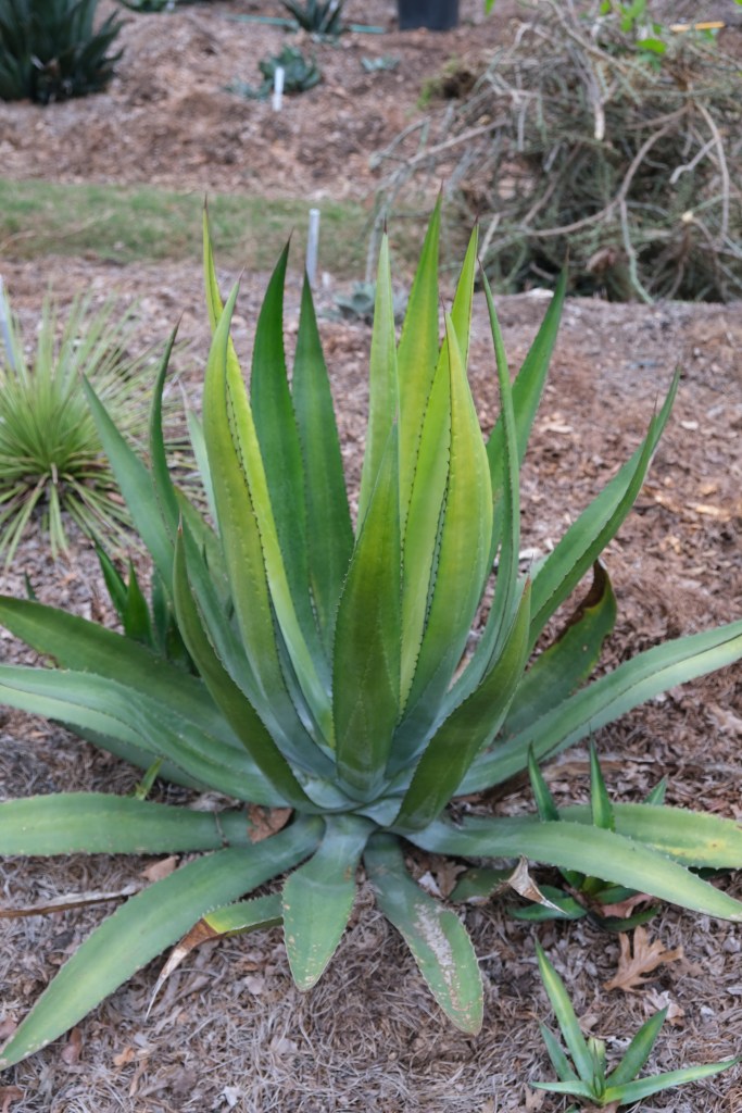 Agave x loferox JLBG-029