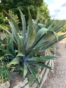 Agave x pseudoferox 'Supersize'
