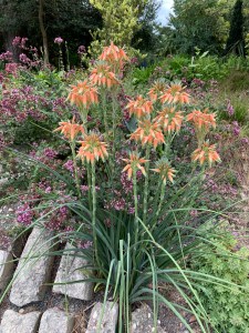 Aloe cooperi