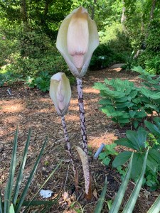 Amorphophallus x dunnanensis 'Cone Head' (dunnii x yunnanensis)