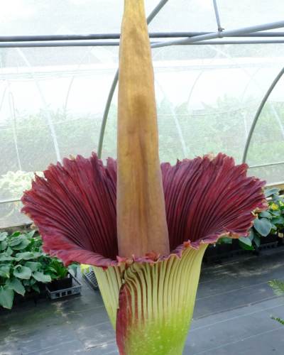 Amorphophallus titanum Homo Erectus fully open