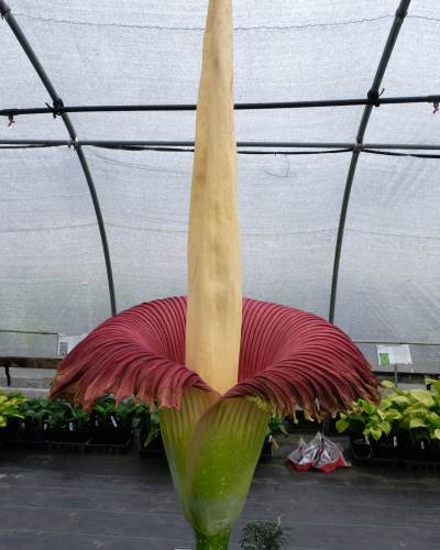 Amorphophallus titanum Peter Grande fully open