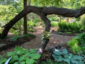 Arched water oak with resurection fern