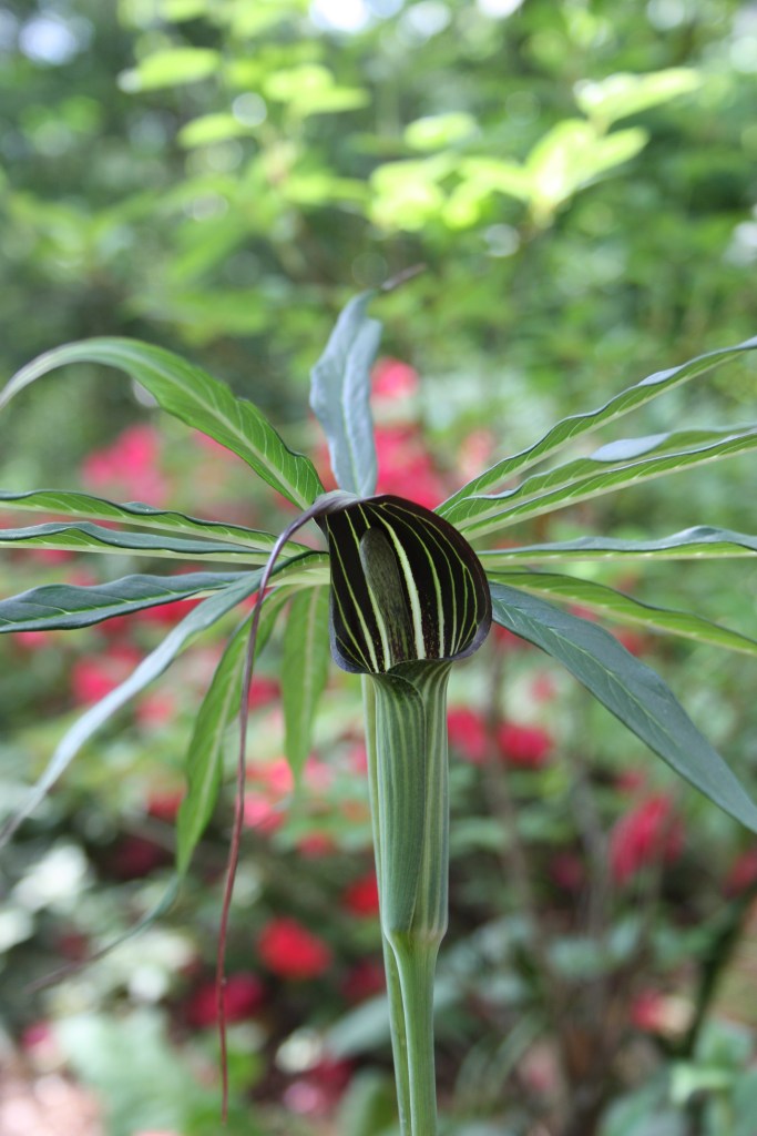 Arisaema formosanum x consanguineum