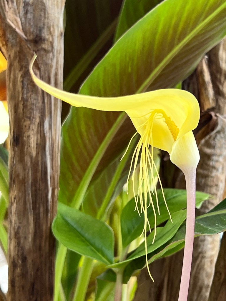 Arisaema nonghinense