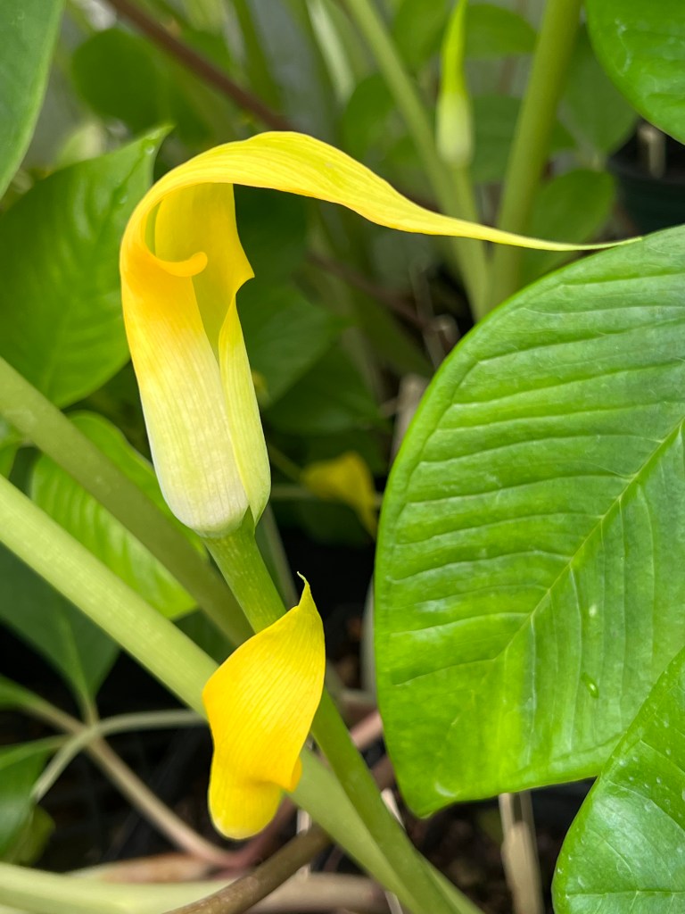 Arisaema sp. nov.