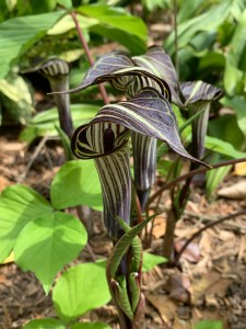 Arisaema triphyllum 'Hoodwinked'