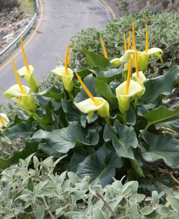 Arum creticum