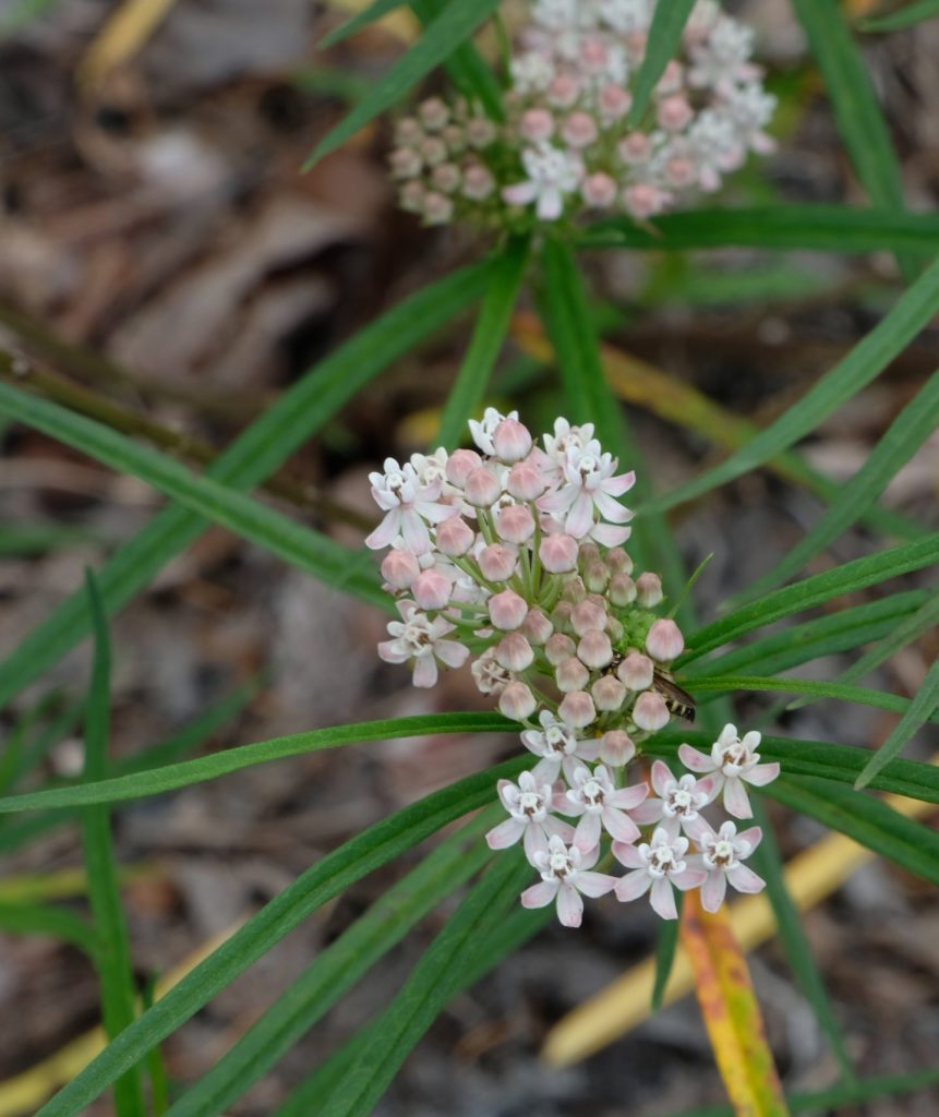 Asclepias angustifolius flower closeup