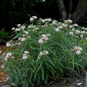Asclepias angustifolia 'Sonoita'